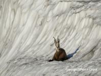 images/chamois/chamois-02-2009 copie.jpg